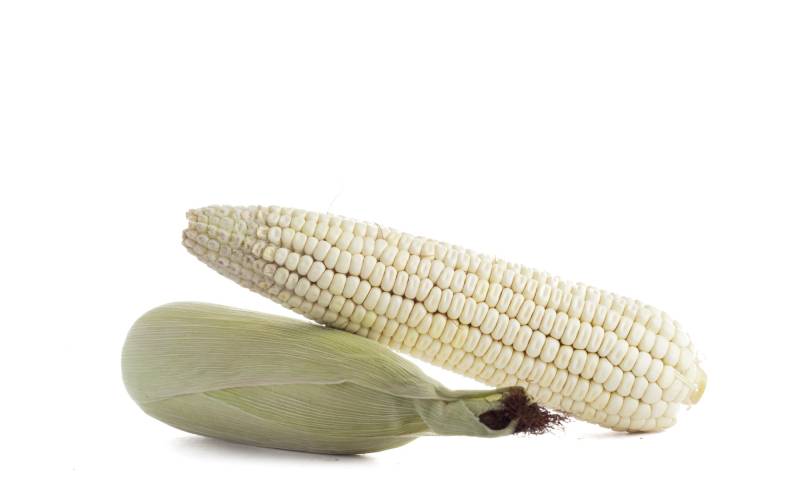 elote-de-maiz-blanco-con-fondo-blanco